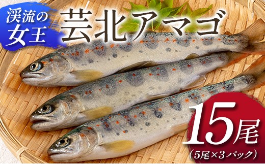「渓流の女王」芸北アマゴ　15尾_OG065_018