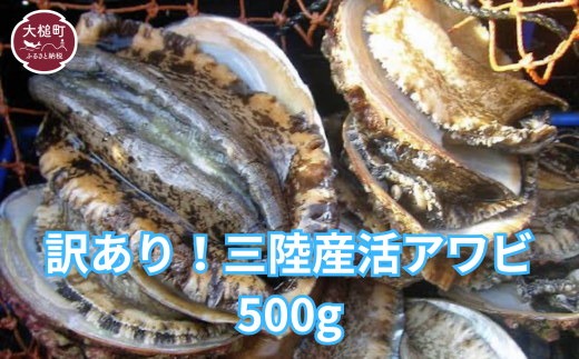 【※訳あり※】【2025年11月～12月発送】活アワビ 500g (4個～6個) 【期間限定】【配送日・曜日指定不可】｜11月～12月発送 三陸 岩手県 大槌町 あわび 人気 鮑 刺身 いわて iwate 
