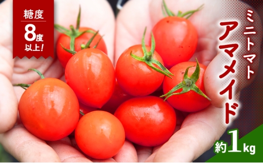 【2025年10月～順次出荷】ミニトマト1kg　アマメイド糖度8度以上　高リピート率野菜 [№5385-1108]
