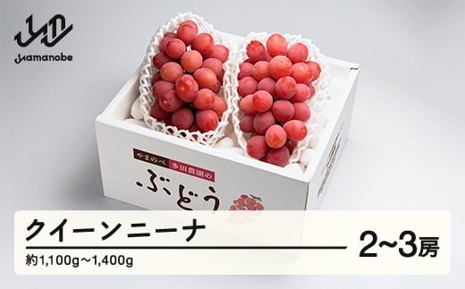 《先行予約》2026年 山形県産 クイーンニーナ 2～3房入り やまのべ多田農園のぶどう F21A-001 283359 - 山形県山辺町