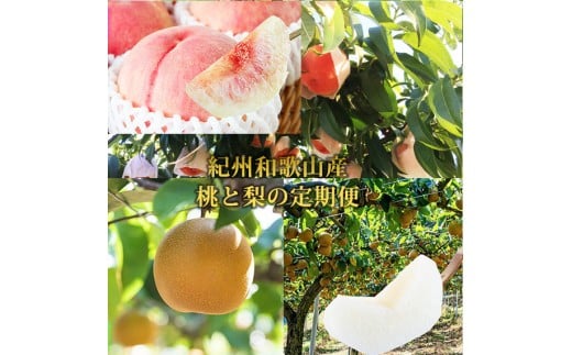 【全2回 定期便】 紀州和歌山産旬のフルーツセット（8月：桃約1.8kg・9月：梨約2kg） ［UT139］ 2374373 - 和歌山県九度山町