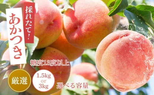 【2026年先行予約】 桃 あかつき 糖度 13度 以上【選べる容量】約1.5kg 約3kg | 果物 くだもの フルーツ 桃 あかつき モモ もも 長野県 信州 南信州 飯田市