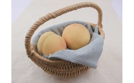 フルーツ 定期便 年2回 2026年 先行予約 岡山 晴王 シャインマスカット 白桃 晩生種 旬 果物 岡山県産 ぶどう もも 定期便