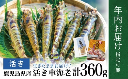 【年内お届け】新鮮 活き車海老 360g ★まだ間に合う！年内お届け★鹿児島県産 えび クルマエビ 海鮮 刺身 唐揚げ 天ぷら 南さつま市