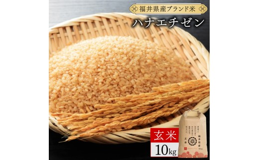 福井県産 ハナエチゼン 玄米 10kg（10kg×1）＜令和7年産 新米 / 数量限定 ＞【米 コメ お米 精米 白米 無洗米 玄米 ご飯 飯 華越前 ブランド米 国産】[095-a008_C] 2375185 - 福井県敦賀市