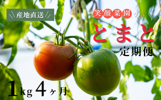 【定期便・全4回】笑顔菜園ひらまつの大玉トマト(トマト) 1kg（60サイズ）×4回 | 新鮮野菜 旬の野菜 ヘルシー 健康 高糖度   大容量 リコピン ミネラル 健康 おやつ ギフト 贈り物 北海道 上川郡[032-21] 2373689 - 北海道美瑛町