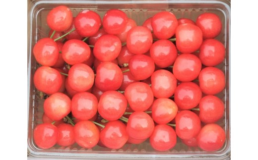 温室さくらんぼ（佐藤錦）５００ｇ　ご家庭用　0112-2605
