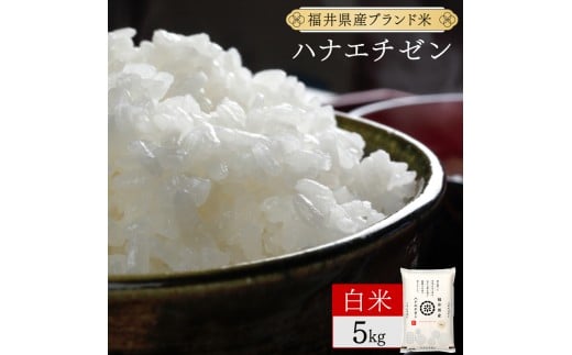 【定期便3回】福井県産 ハナエチゼン 精米 5kg（5kg×1）＜令和7年産 新米 数量限定 ＞【米 コメ お米 精米 白米 無洗米 玄米 ご飯 飯 華越前 ブランド米 国産】[095-t3-a006]
