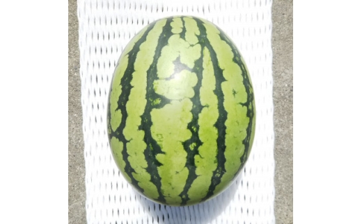 ＜先行受付/2026年8月上旬より発送＞1玉!夏を思いっきり楽しむ!シャリ感抜群!スイカ＜ぷちっと＞【1685557】