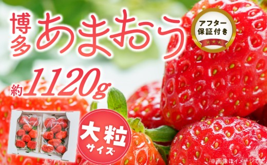 福岡県産あまおういちご　約280g以上×4パック（大粒）【3月～4月発送】 _ いちご あまおう 大粒 4パック 宇佐川農園 果物 フルーツ みずみずしい ジューシー 甘味 酸味 濃厚 ストロベリー パフェ ショートケーキ パンケーキ スムージー サンドイッチ ジャム 福岡県産 久留米市 お取り寄せ 送料無料 _Fi077-02