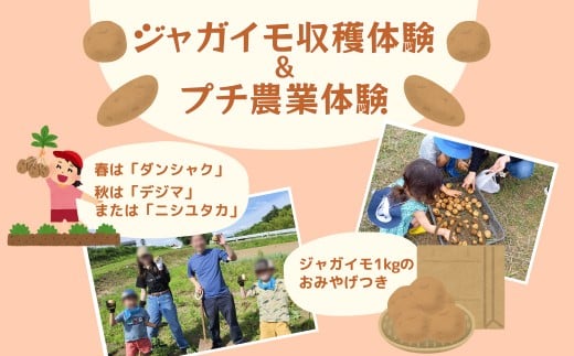 ジャガイモ収穫体験＆プチ農業体験（1組5名まで） 〈 旬の野菜の収穫体験 食育 収穫体験 農業体験 体験 収穫 野菜 子供 親子 レジャー 観光 農作物 ふるさと納税 柏 〉