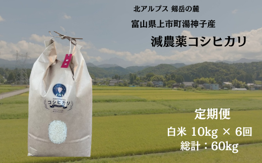 【毎月1回お届け】【定期便】【令和7年産】減農薬 上市町湯神子産コシヒカリ（白米）10kg x 6回 計60kg　 [ソムリエH 富山県 上市町 32280252-r6-03】 米 ６ヶ月 6回定期便 定期購入 お米 コメ ご飯 ごはん 白米ご飯 白米ごはん こしひかり