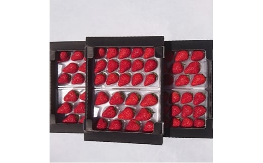 ＜2026年発送＞静岡県産いちご「紅ほっぺ+すずの薫り」6パック 約1.6kg(約270g×6)【1127879】 2375755 - 静岡県掛川市