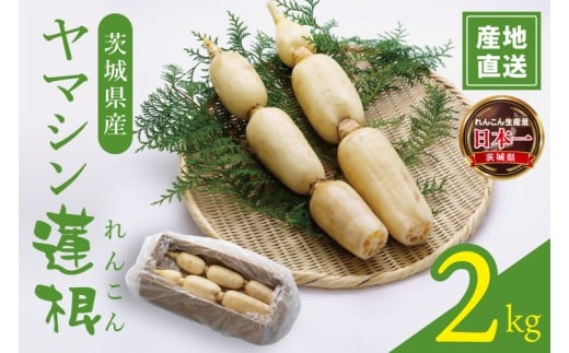 ヤマシン蓮根 2kg|レンコン  食物繊維 新鮮 シャキシャキ  茨城県 阿見町（98-03）