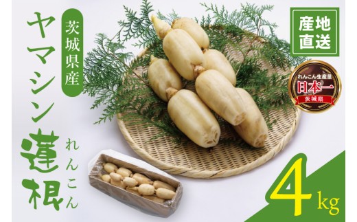 ヤマシン蓮根 4kg|レンコン  食物繊維 新鮮 シャキシャキ  茨城県 阿見町（98-04）