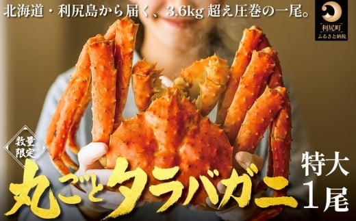 北海道 利尻島産 タラバガニ 丸ごと１尾 3.6kg以上｜冷凍ボイル 国産 蟹 たらば カニ  茹で蟹 魚介類 [1110009]