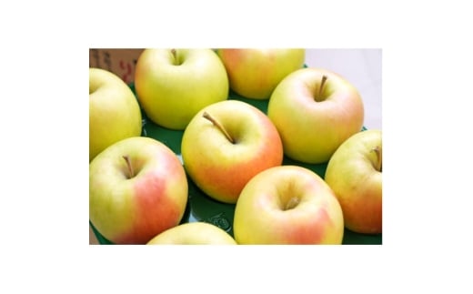 ＜2025年12月発送予定＞糖度13度以上保証!ぐんま名月約3kg(6～18玉)訳あり【1682761】