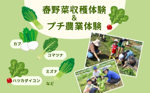 カブ・コマツナなど春野菜収穫体験＆プチ農業体験（1組5名まで） 〈 旬の野菜の収穫体験 食育 収穫体験 農業体験 体験 収穫 野菜 子供 親子 レジャー 観光 農作物 ふるさと納税 柏 〉