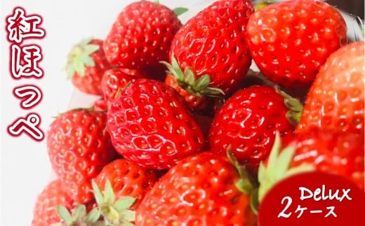 【2026年1月下旬発送】紅ほっぺ 完熟朝摘み いちご デラックス 8～15粒 2ケース  1163627 - 千葉県白井市
