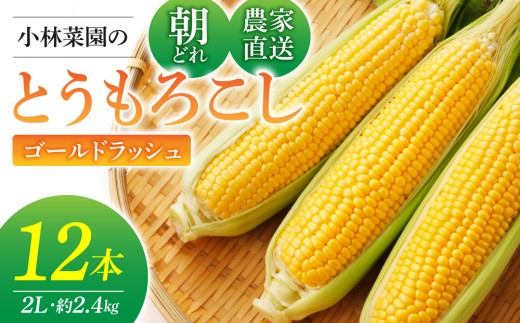 【先行受付2026年発送】農家直送！とうもろこし（ゴールドラッシュ）12本｜小林菜園 ※2026年8月上旬以降発送予定