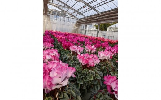 シクラメン 8号鉢 ｜シクラメン 花 生花 鉢植え ギフト プレゼント 贈り物 記念日 イベント クリスマス 季節限定 イッセイ花園 栃木県 日光市
