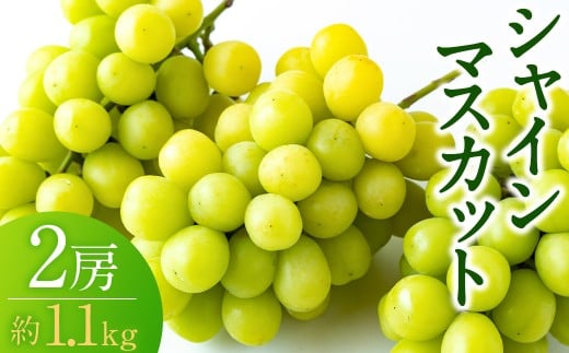 【先行予約】龍頭農園 シャインマスカット 2房 （約1.1kg） 【2026年9月上旬～9月下旬より順次発送予定】 葡萄 ぶどう ブドウ 果物 くだもの フルーツ 果実 お取り寄せ 福岡県 うきは市 冷蔵