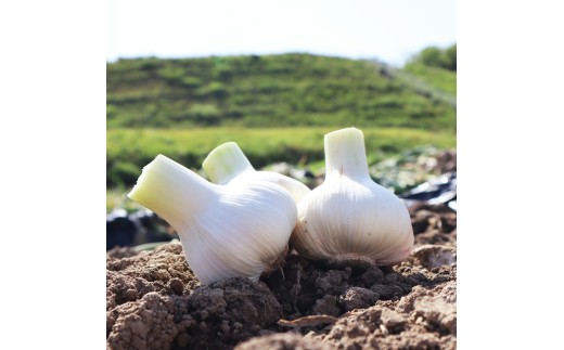 【ふるさと納税】生にんにく1㎏