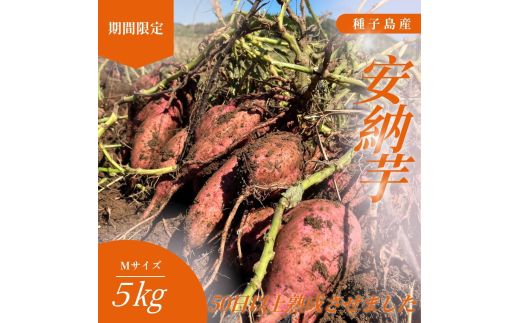 種子島 石蔵 長期熟成 安納いも  ( Mサイズ ) 5kg　NFN638 【400pt】//  有機肥料 減農薬栽培 安全安心 