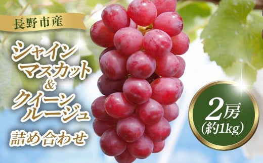 J1055 クイーンルージュ・シャインマスカット2房（約1kg）詰合せ（本気農場いけだ）