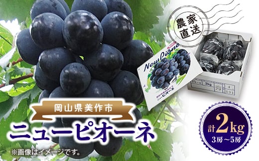 ＜2026年先行受付＞ニューピオーネ　2kg(3房～5房)【1074126】