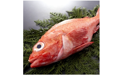 ＜姿煮用・冷凍＞ 北海道産　キンキ(めんめ)1尾　300g前後 下処理済み 北海道斜里町産【1677692】