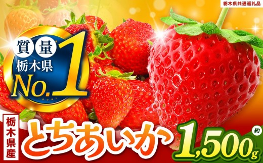 厳選とちあいか 1.5kg以上| いちご とちあいか 大粒 新鮮 甘い 数量 限定 美味しい 果物 共通返礼品 フルーツ デザート 栃木県 送料無料