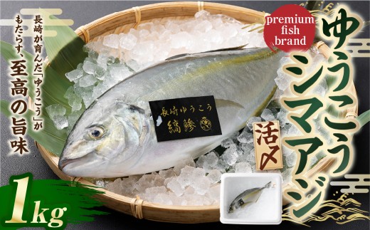 【premiumfishbrand】 ゆうこうシマアジ （活〆） ×1尾 （約1kg） シマアジ しまあじ 鯵 アジ あじ ゆうこう ブランド魚 魚 海鮮 九州 長崎県 長崎市 冷蔵