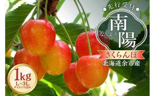 【2026年産 先行予約】＜北海道余市産＞さくらんぼ「南陽」（L～3Lサイズバラ詰め）500ｇ×2パック