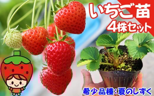 【 2026年 7月下旬～10月下旬発送 発送地域限定 】 いちごの苗 夏のしずく 4株 【しずくいしチャレンジド】 家庭菜園 家庭栽培 ベランダ栽培 栽培 人気 果物 くだもの 植物 いちご 苺 イチゴ フルーツ 苗 ポット苗 苗ポット 稀少 希少 苺苗 イチゴ苗 いちご苗 数量限定 おすすめ 予約 予約受付 先行予約