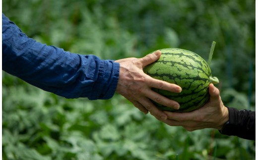 【2026年4月上旬～4月下旬迄順次発送予定】【上村農園】 小玉すいか 約2.5kg1玉 ひとりじめ  春スイカ 植木 スイカ