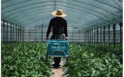 【2026年4月上旬～4月下旬迄順次発送予定】【上村農園】 小玉すいか 約2.5kg1玉 ひとりじめ  春スイカ 植木 スイカ