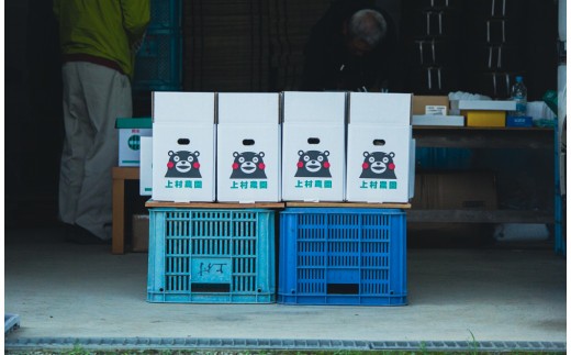 【2026年4月上旬～4月下旬迄順次発送予定】【上村農園】 小玉すいか 約2.5kg1玉 ひとりじめ  春スイカ 植木 スイカ