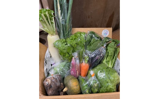 野菜 セット 8 ～ 12品 旬 の 湘南野菜 おまかせ セット お任せ 詰め合わせ 野菜セット やさい やさいセット yasai きゅうり トマト なす ねぎ さといも 小松菜 白菜 玉ねぎ とまと キュウリ ヤサイ 旬の野菜セット 新鮮 数量限定 亀井農園 神奈川 湘南 藤沢