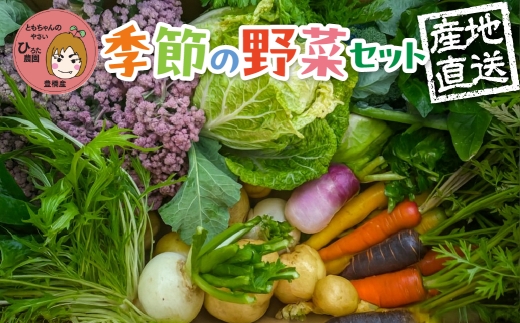 彩り野菜セット 5種 お試し1回お届け 豊橋 国産 ミネラルたっぷり 海風そだち 潮風 家族で 大容量 豊橋 ともちゃんのやさい 直売所で大人気！ 愛知県 豊橋市 安心野菜 ブロッコリー キャベツ 2389762 - 愛知県豊橋市