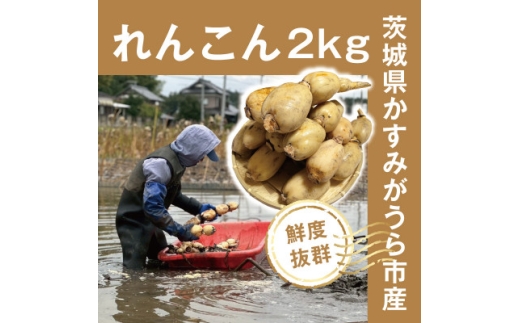 ＜鮮度抜群!茨城県かすみがうら市産＞シャキシャキ蓮根 霞ヶ浦れんこん2kg 産地厳選【1667481】 2291035 - 茨城県かすみがうら市