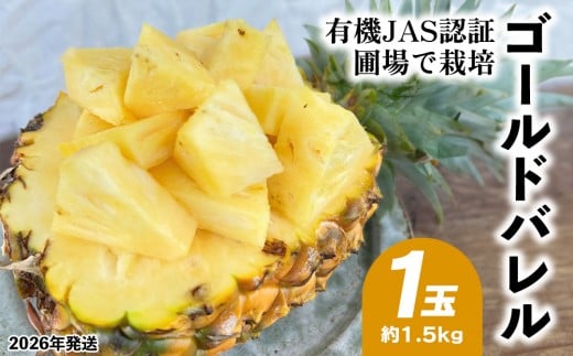 有機JAS認証圃場で栽培　ゴールドバレル　1玉（約1.5kg） 2026年発送 沖縄県産 東村 パイナップル ジューシー 希少 高級フルーツ 南国フルーツ 国産フルーツ 農家直送 パイン 果物 贈り物 おすすめ お土産 人気 やんばる 大自然 南国気分 沖縄本島北部 2386507 - 沖縄県東村
