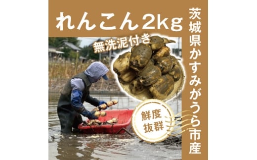 ＜鮮度抜群!茨城県かすみがうら市産＞無洗泥付き 霞ヶ浦れんこん2kg 産地厳選【1667480】 2291034 - 茨城県かすみがうら市