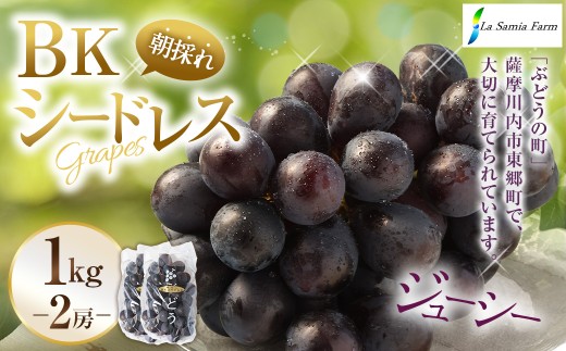 【先行予約】 朝採れ BKシードレス （種なし） 1.0kg（2房） ぶどう 葡萄 