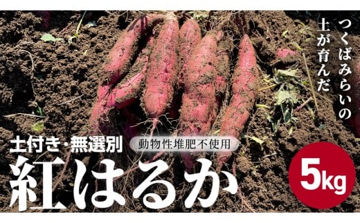 茨城県産 紅はるか 5kg 土付き 無選別 熟成 さつまいも 生芋 芋 サツマイモ 甘い 焼き芋 スイートポテト ねっとり つくばみらい市 茨城県産