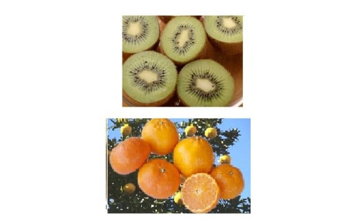 みかん(約3kg)＋キウイ(約2kg) 詰め合わせ セット フルーツ 果物 青島みかん 蜜柑 ヘイワード 1箱 期間限定 静岡県 富士市産 [sf001-006]