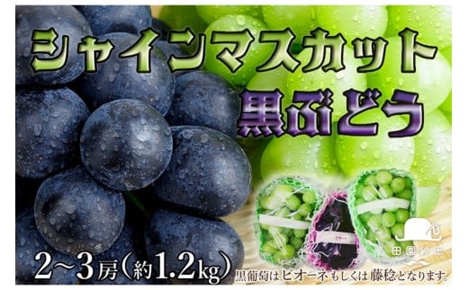 田園紳士厳選 シャインマスカット・黒葡萄セット　DE00143