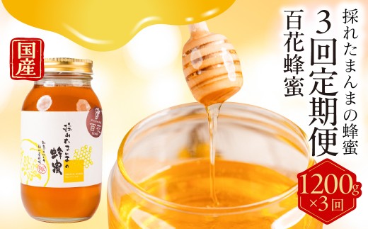 【国産蜂蜜】百花 1200g×3回定期便