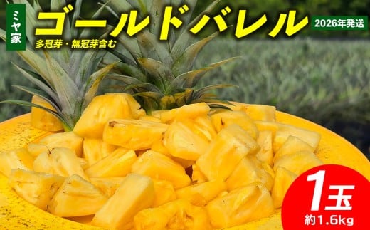 ミヤ家　ゴールドバレル　1玉（約1.6kg）多冠芽・無冠芽含む 2026年発送 沖縄県産 東村 パイナップル ジューシー 希少 高級フルーツ 南国フルーツ 国産フルーツ 農家直送 パイン ゴールドバレル 贈り物 おすすめ お土産 人気 やんばる 大自然 南国気分 沖縄本島北部 2388452 - 沖縄県東村