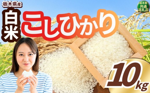 いちご農家さん応援米！ 令和7年度産 白米 約10kg こしひかり | 真岡市産 米 お米 こめ 白米 ご飯 ごはん もちもち コシヒカリ 限定 ふるさと納税 先行 予約 栃木県 真岡市 送料無料 2401541 - 栃木県真岡市